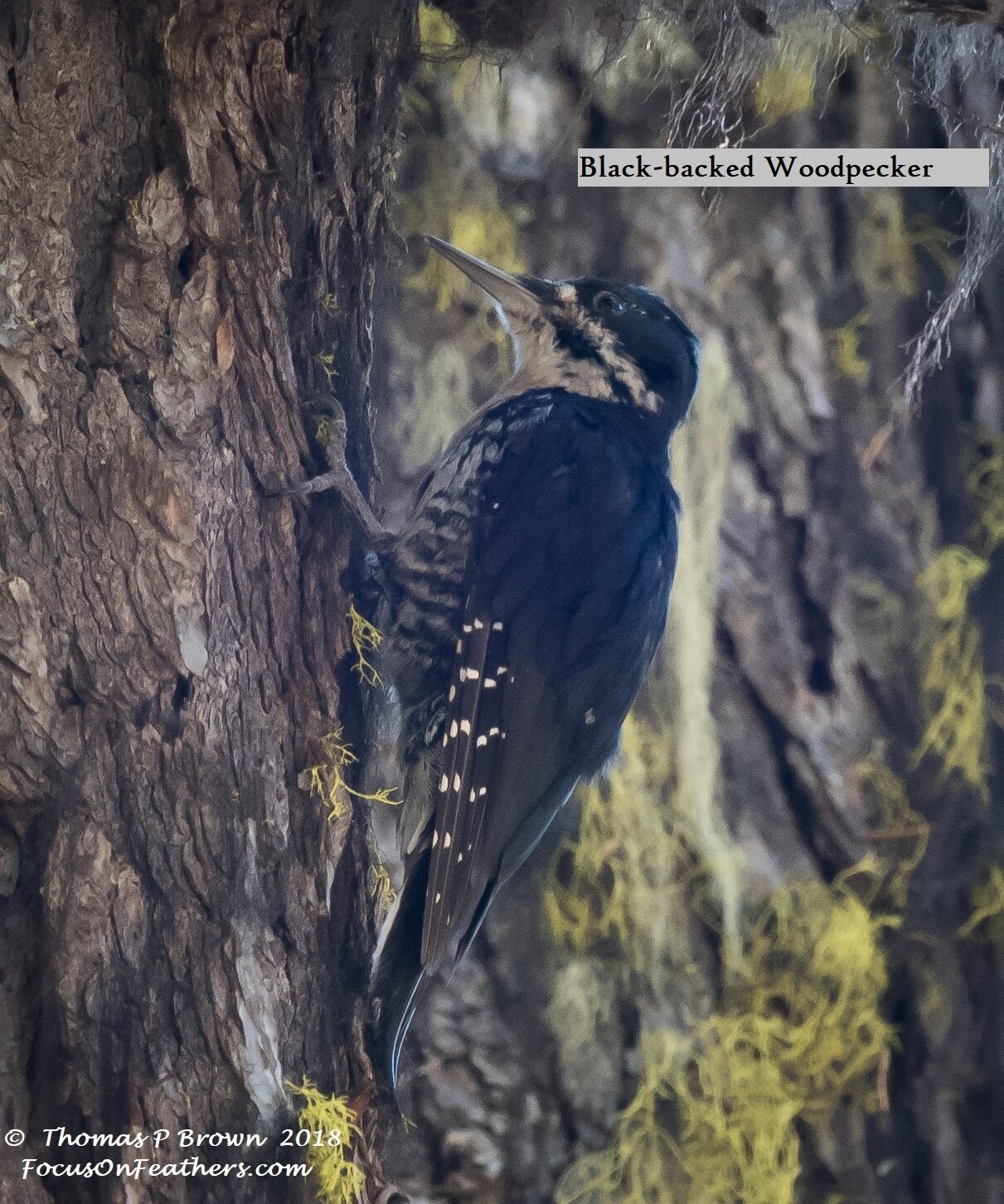 Black-backed Woodpecker (1 of 1).jpg
