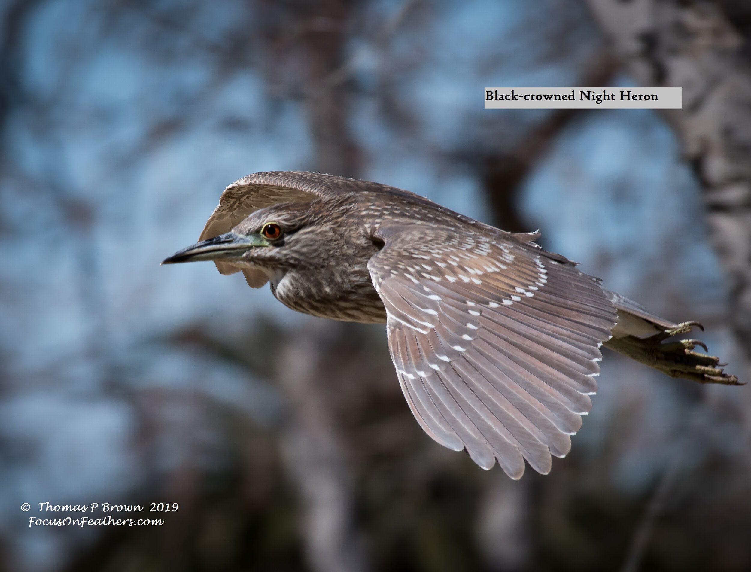 Black-crowned Night Heron - juvi (1 of 1).jpg