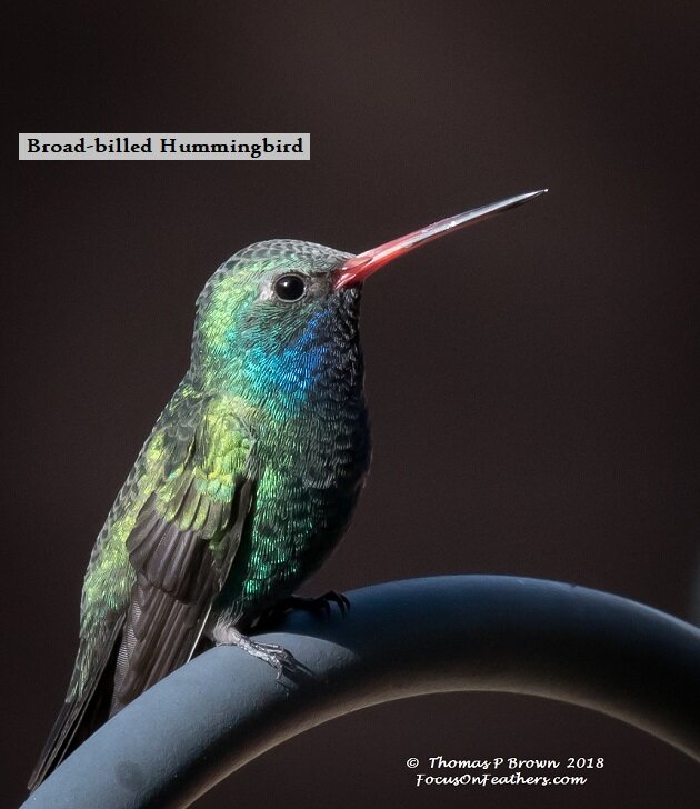 Broadbilled Hummingbird (1 of 1).jpg