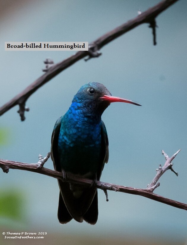 Broad-billed Hummingbird--2.jpg