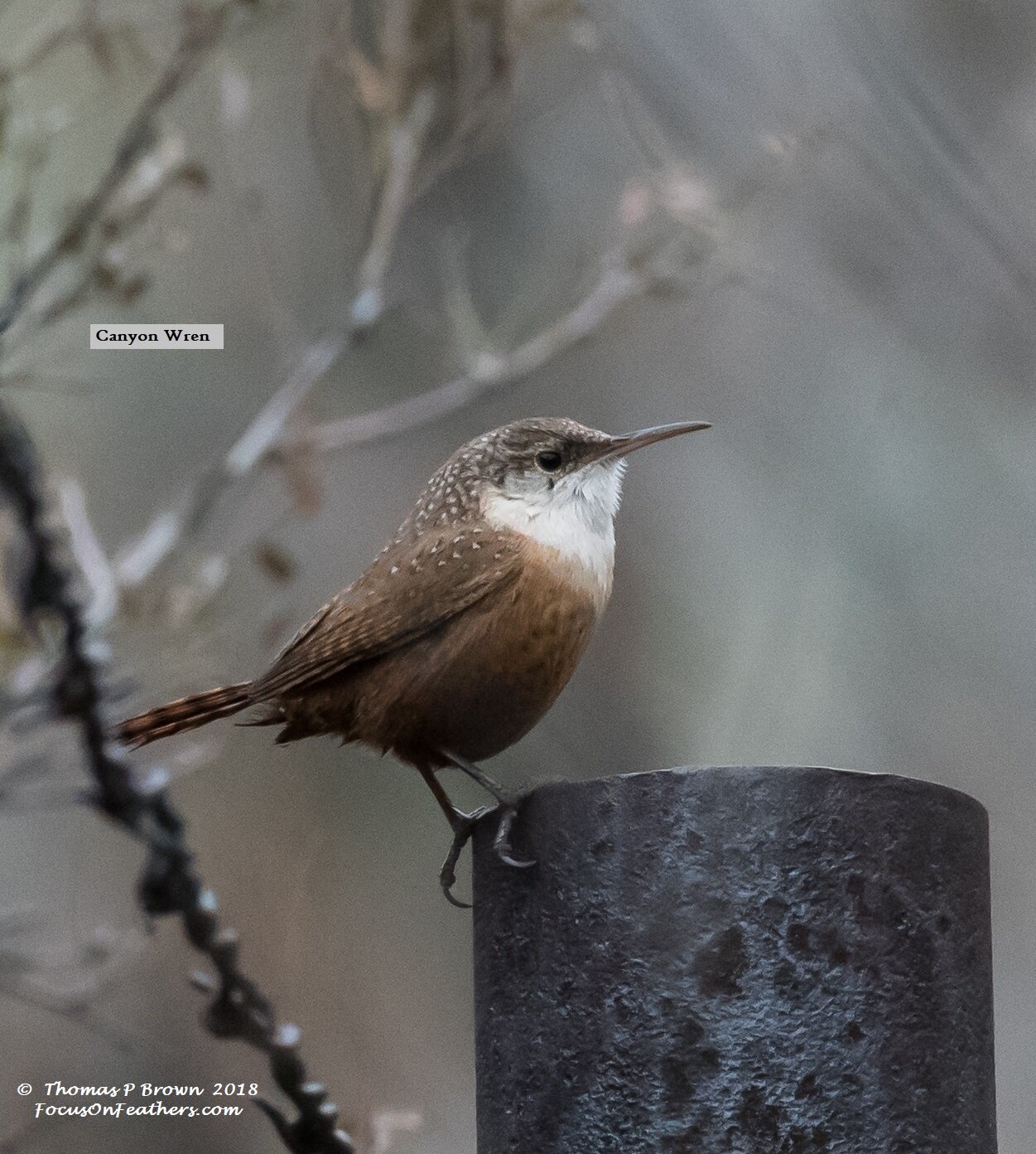 Canyon Wren (1 of 1).jpg