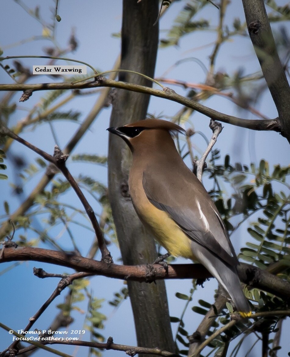 Cedasr Waxwings (1 of 1).jpg