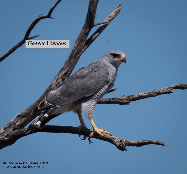 Gray Hawk-.jpg