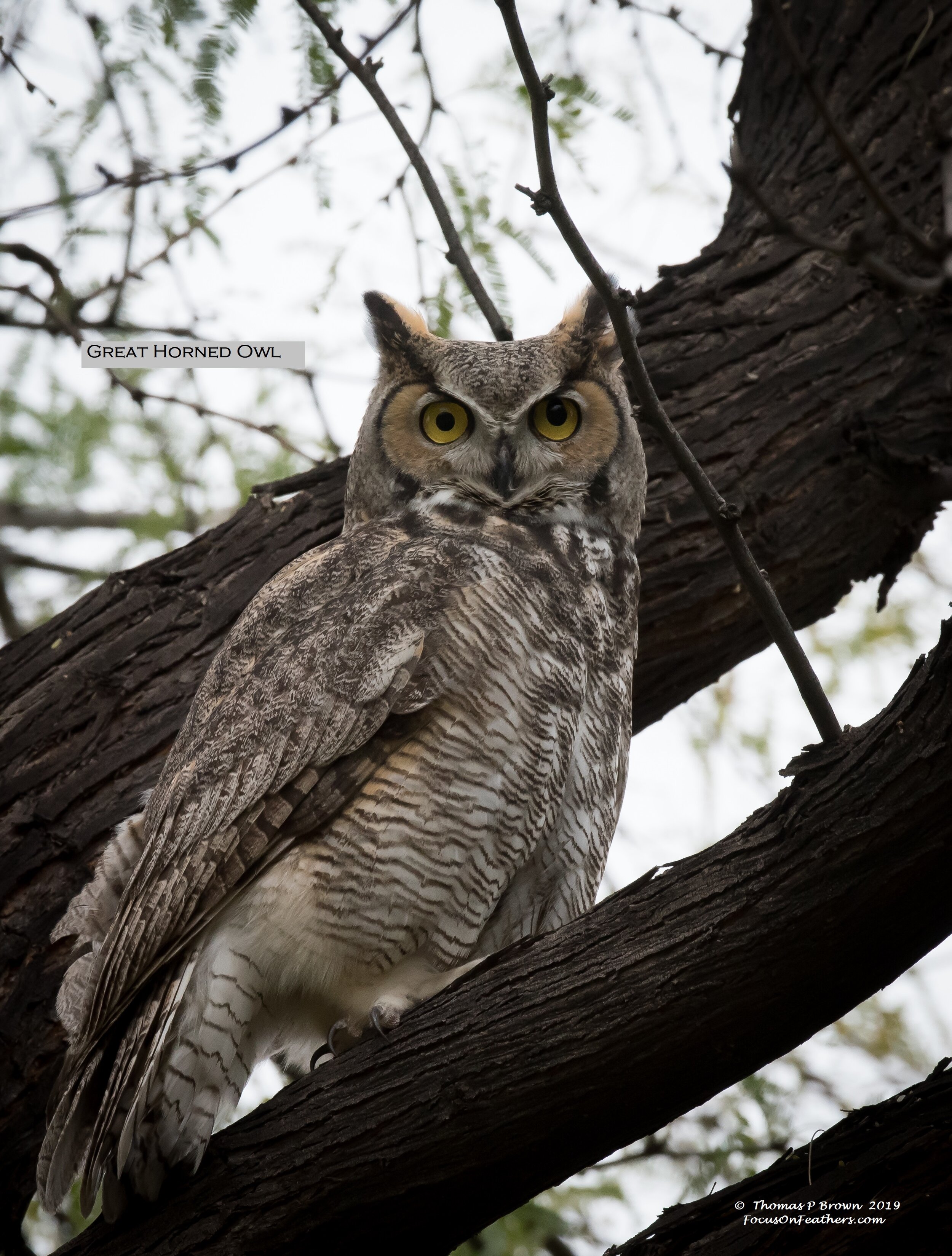 Great Horned Owl (1 of 1).jpg