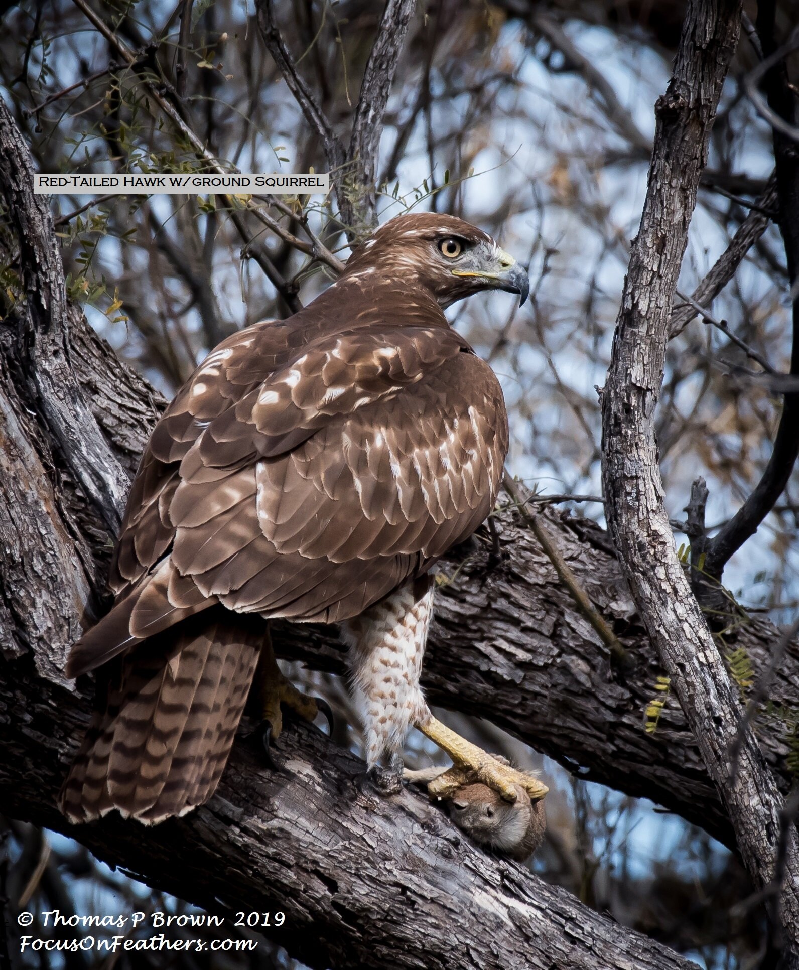 Hawk with squirrel (1 of 1)-2 - Copy.jpg