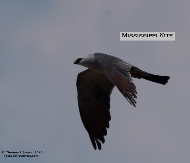 Mississippi Kite #4 spot--3.jpg