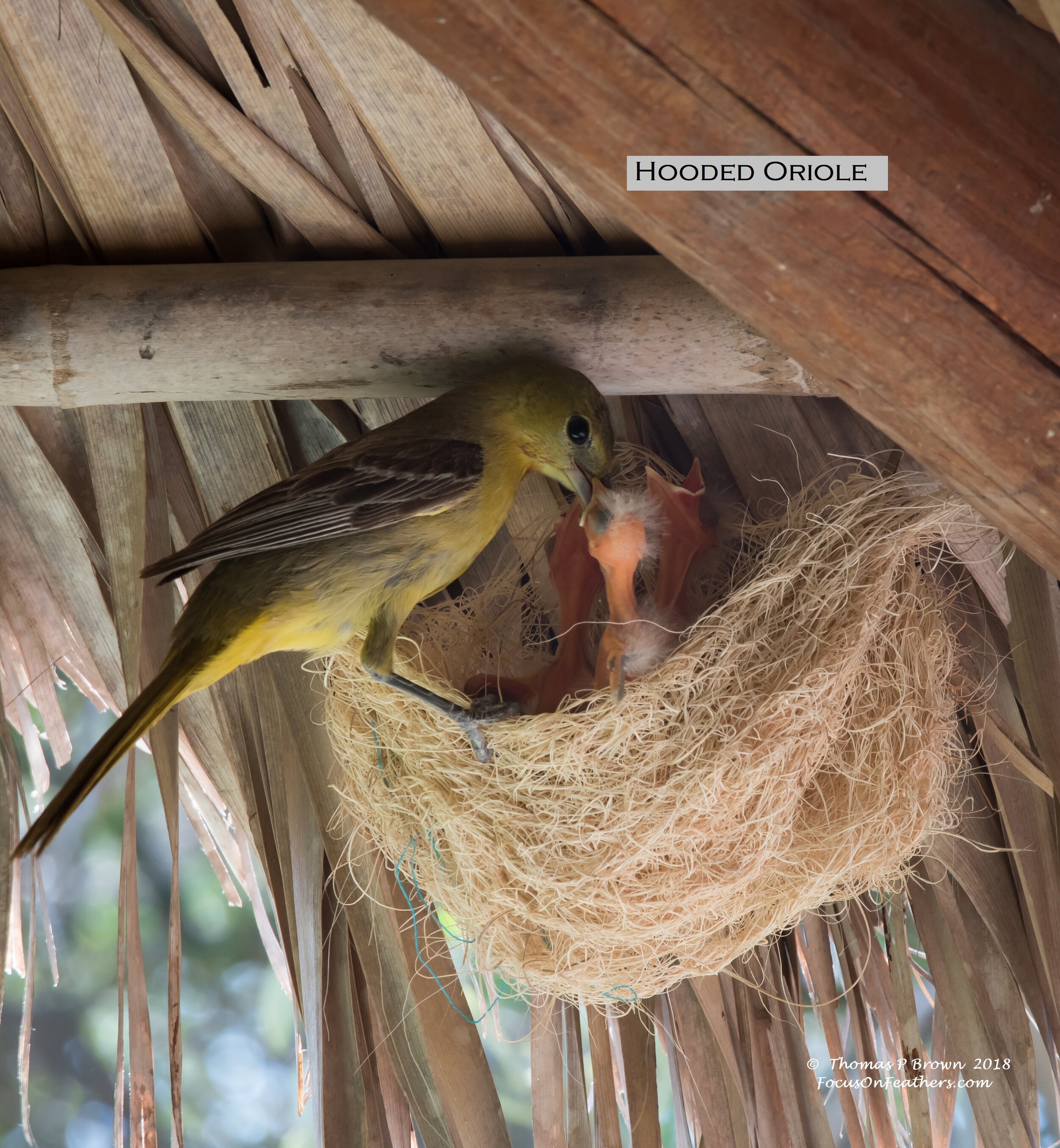Hooded Oriole on nest-.jpg
