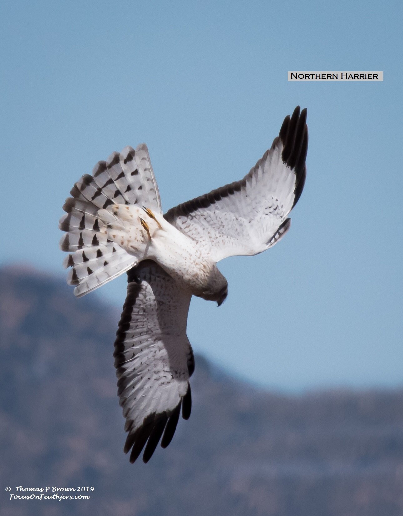 Northern Harrier (1 of 1)-2.jpg