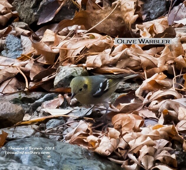 Olive Warbler (1 of 1).jpg