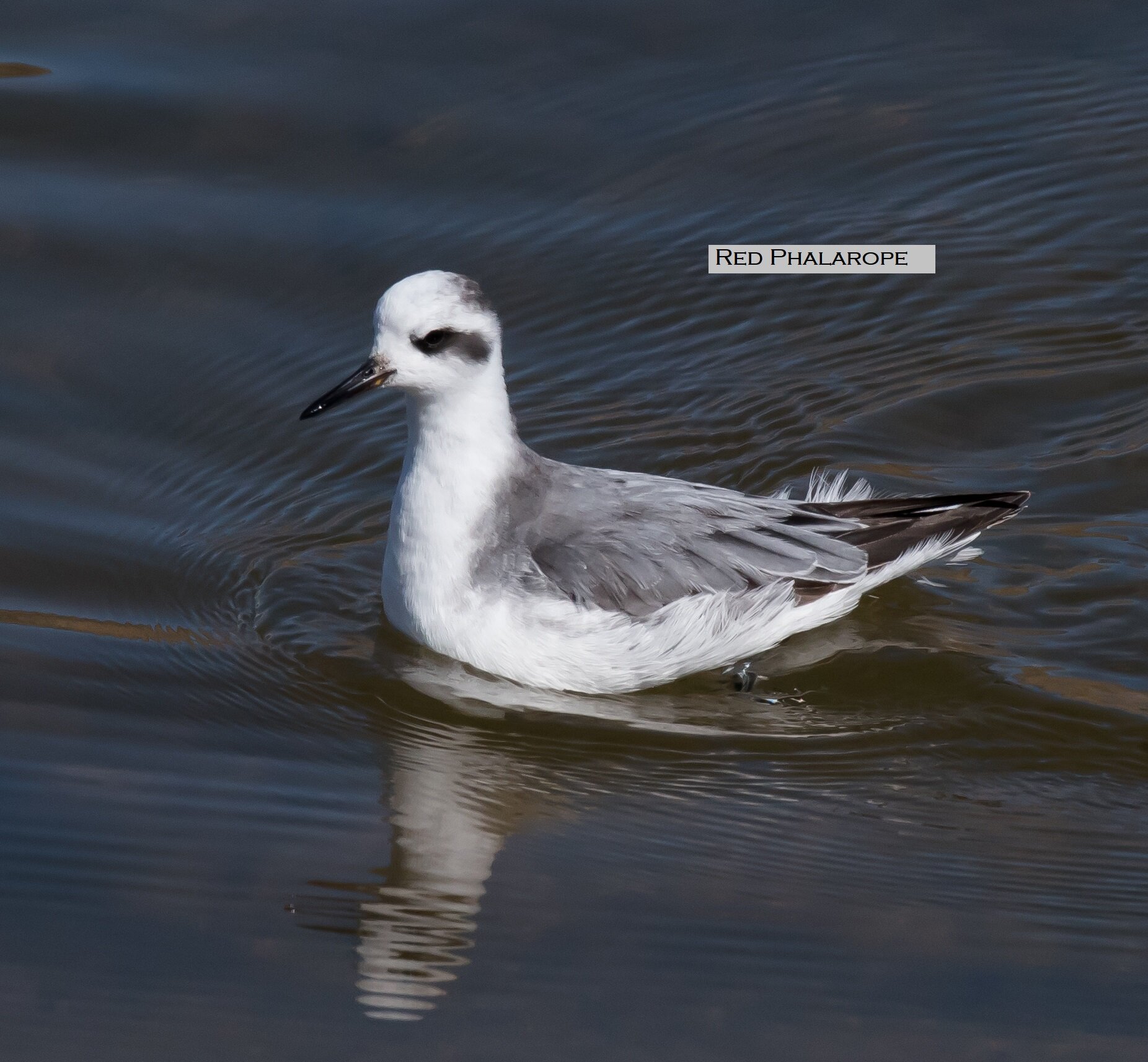 Red Phalarope (1 of 1)-3.jpg