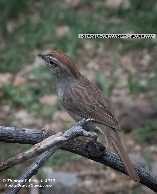 Rufous-crowned Sparrow-.jpg