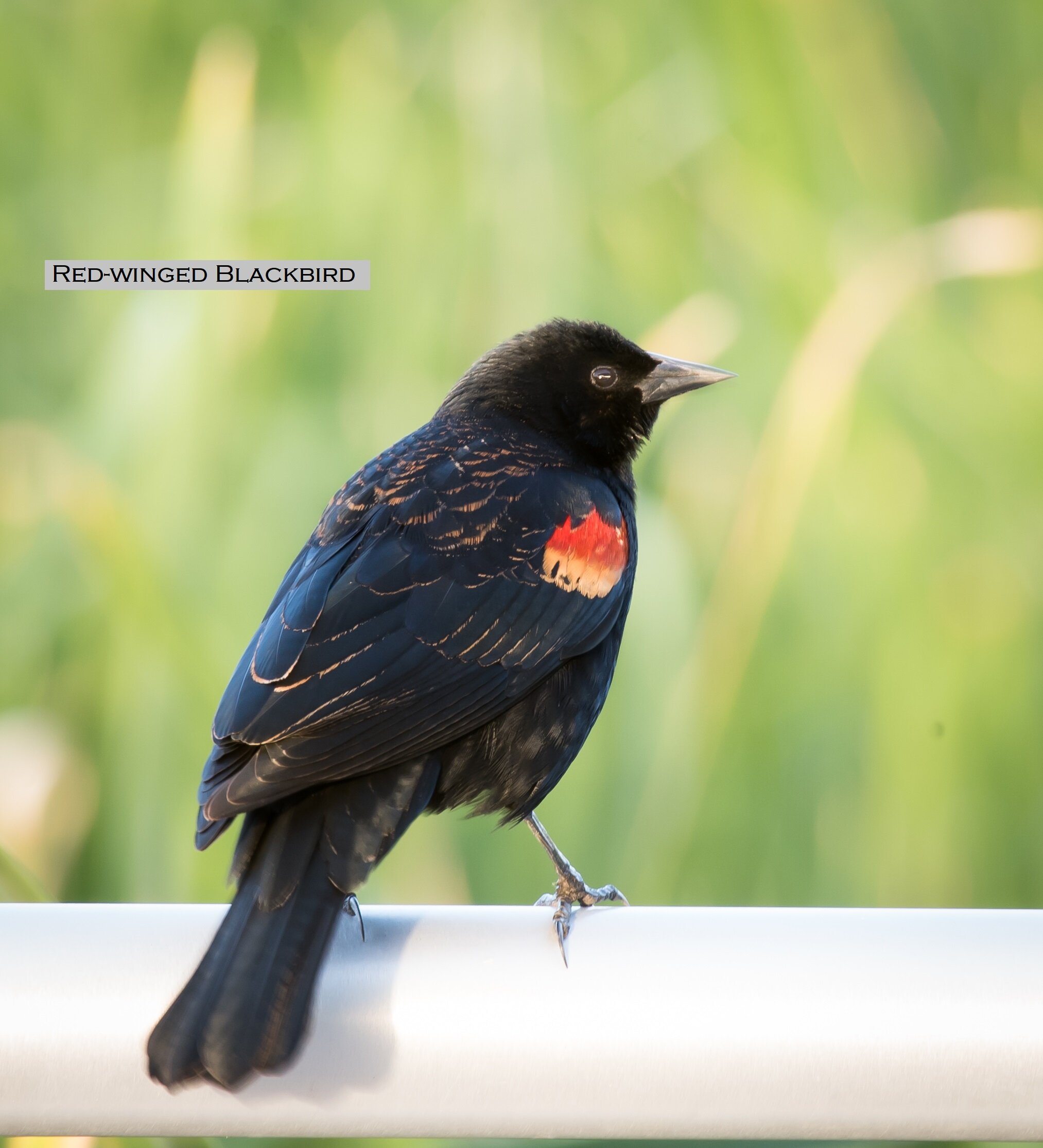 Red-winged Blackbird-7831.jpg