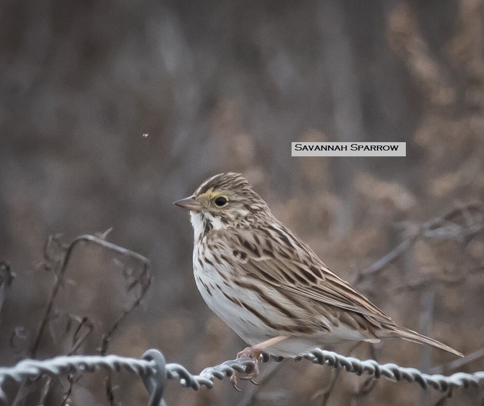 Savannah Sparrow (1 of 1)-2.jpg