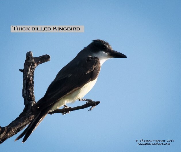 Thick-billed Kingbird-.jpg
