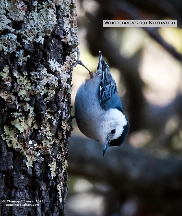 White-breasted Nuthatch (1 of 1).jpg