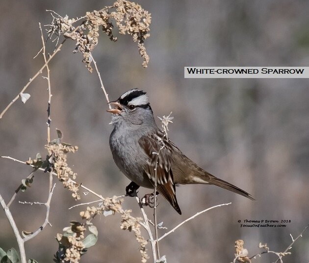 White-crowned Sparrow (1 of 1).jpg