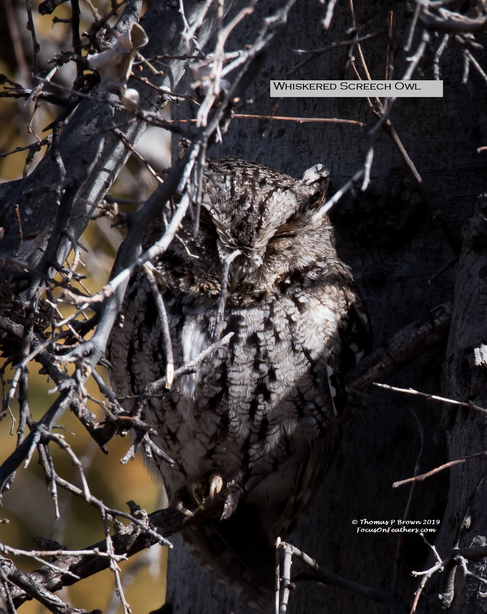 Whiskered Screeh Owl (1 of 1).jpg