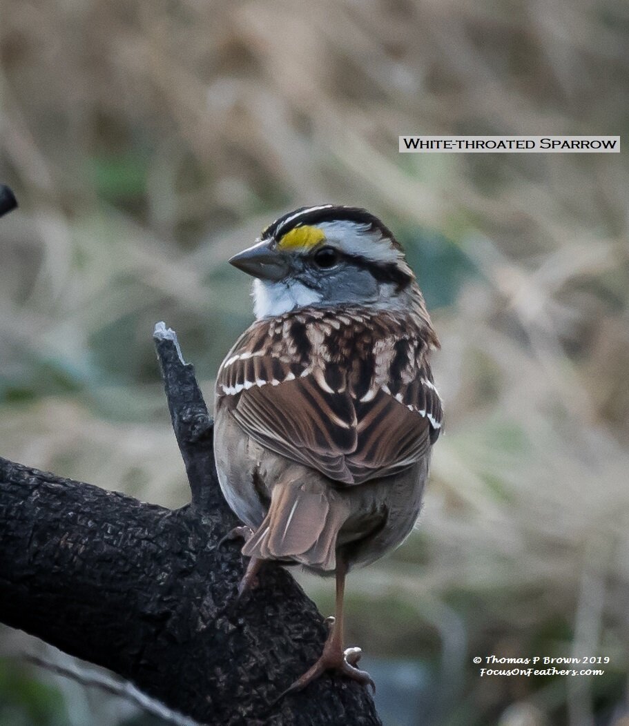 White-throated Sparrow (1 of 1).jpg