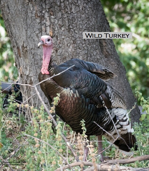 Wild Turkey-.jpg
