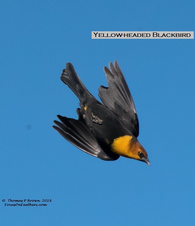 Yellow-headed Black-bird (1 of 1).jpg