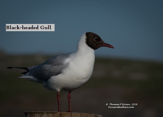 Black-headed Gulls (1 of 1).jpg