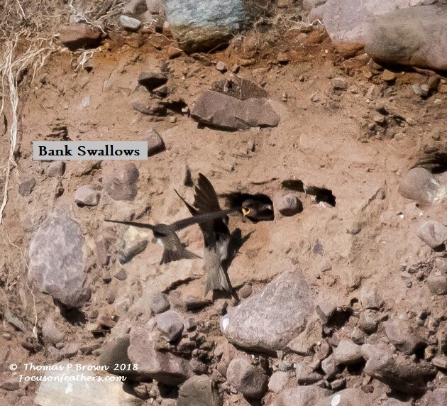 Bank Swallows (1 of 1).jpg