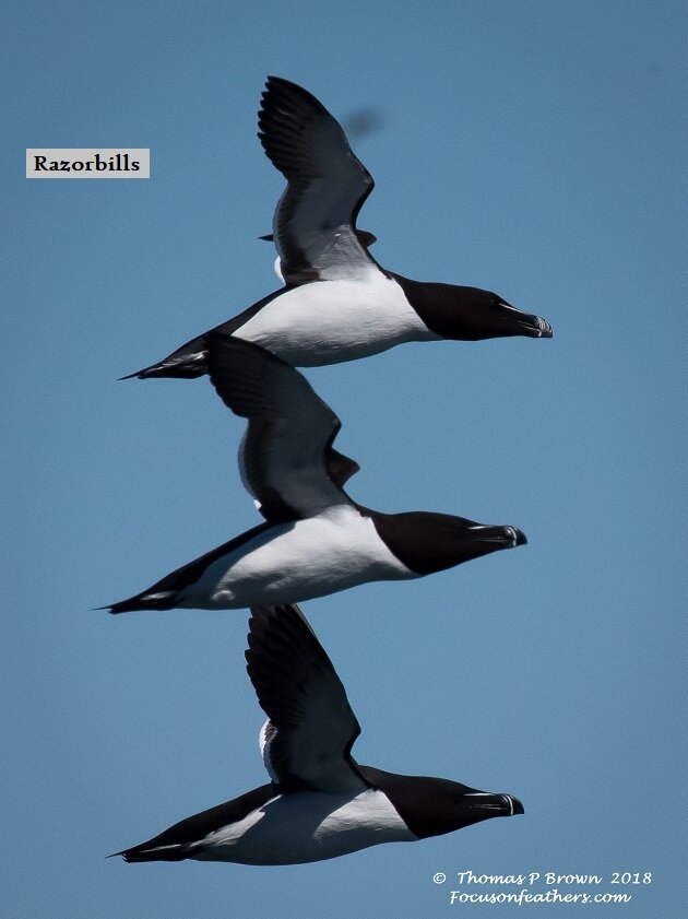 Razorbills flying (1 of 1).jpg