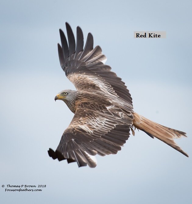 Red Kite (1 of 1)-2.jpg