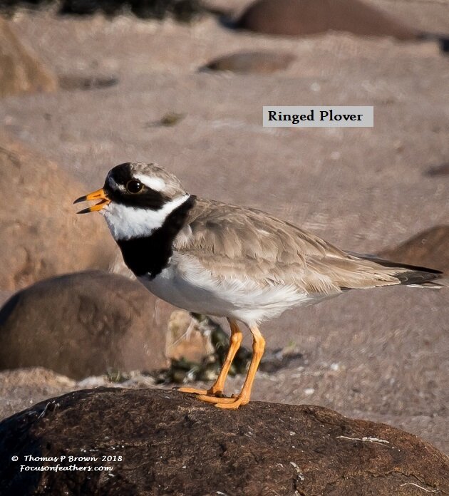 Ringed Plover (1 of 1).jpg