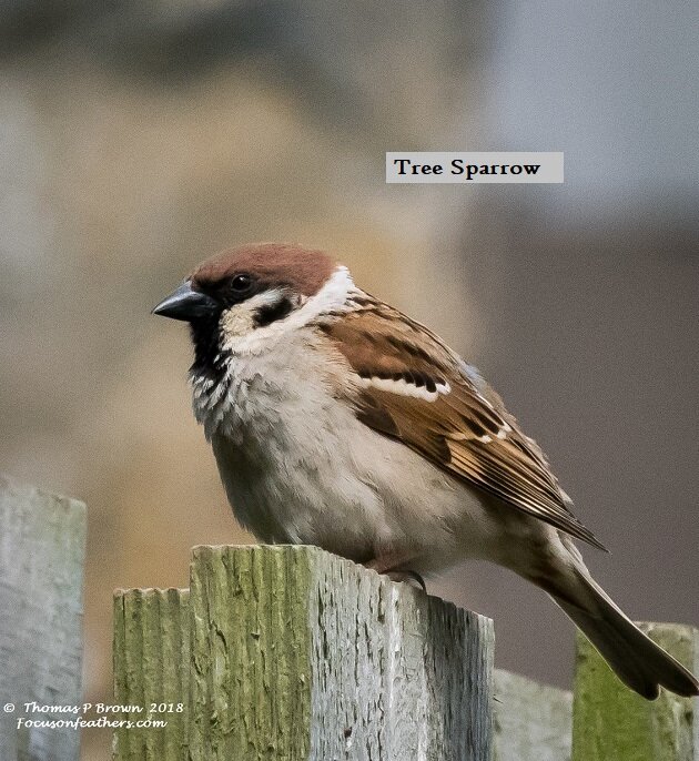 Tree Sparrow (1 of 1).jpg