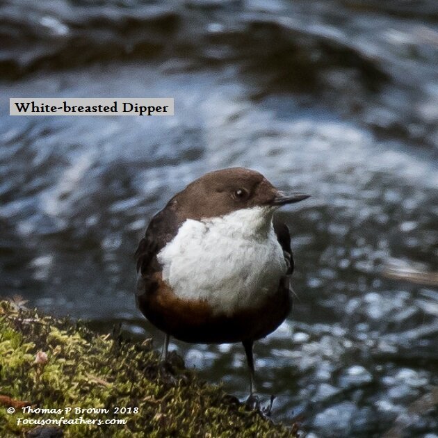White-breasted Dipper (1 of 1).jpg
