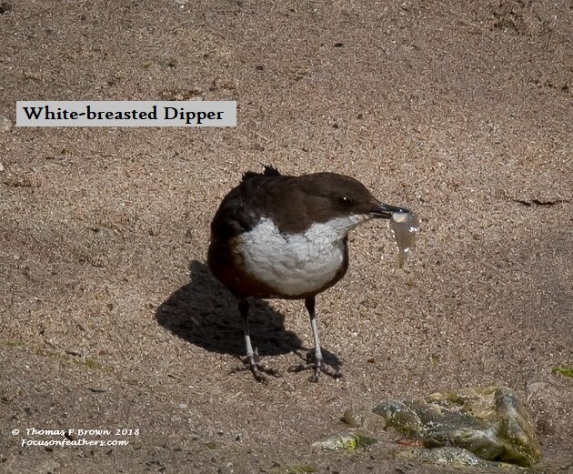 White-throated Dipper (1 of 1)-2.jpg