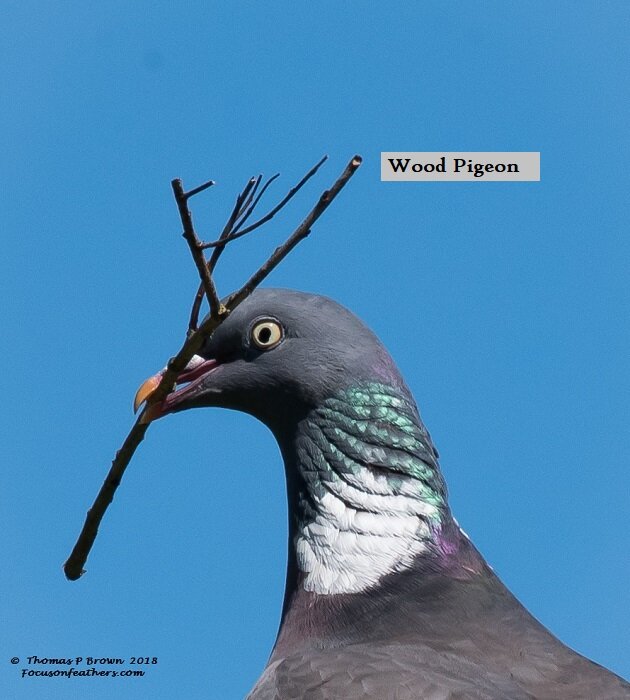Wood Pigeon Profile (1 of 1).jpg