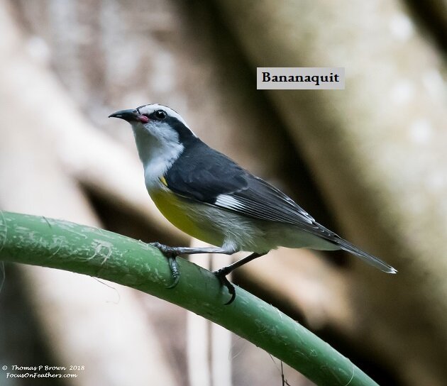 Bananaquit (1 of 1).jpg