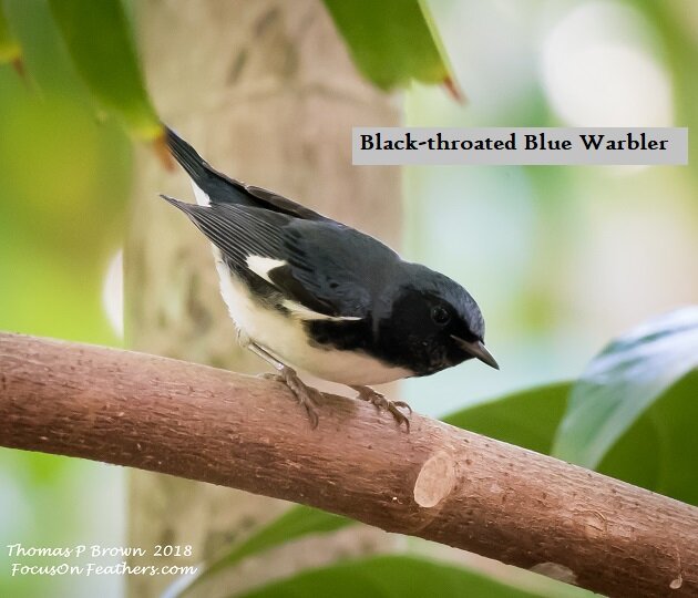 Black-throated Blue Warbler (1 of 1).jpg