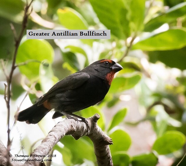 Greater Antillian Bullfinch (1 of 1).jpg