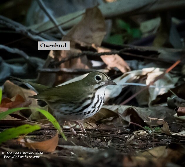 Ovenbird (1 of 1).jpg