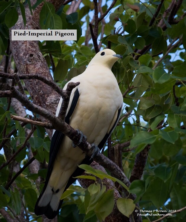 Pied-imperial Pigeon (1 of 1).jpg