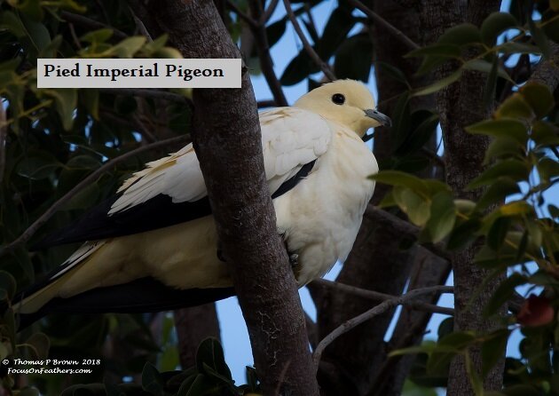 Pied-imperial Pigeon (1 of 1)-2.jpg