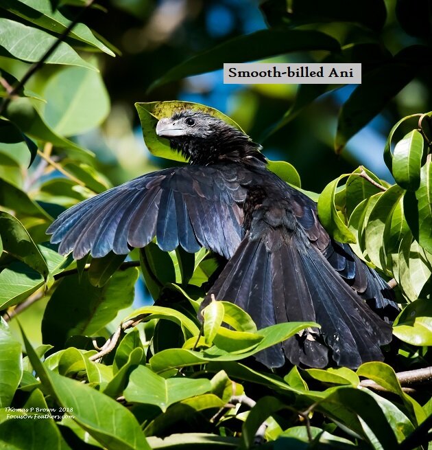 Smooth-billed Ani (1 of 1).jpg