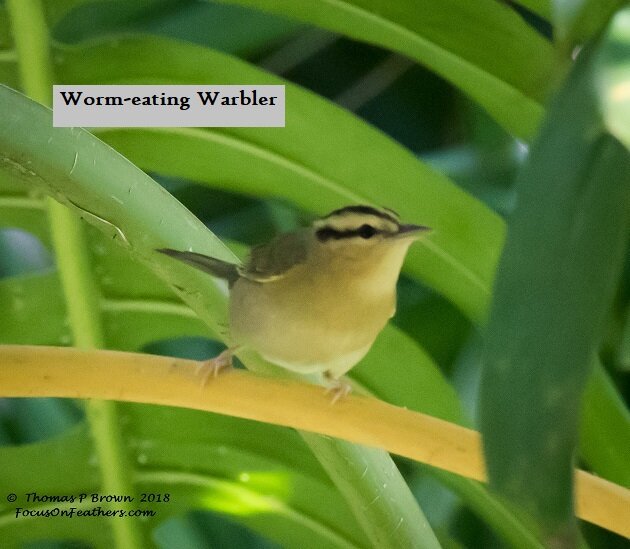 Worm-eating Warbler (1 of 1).jpg