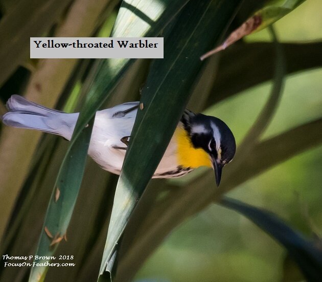 Yellow-throated Warbler (1 of 1).jpg