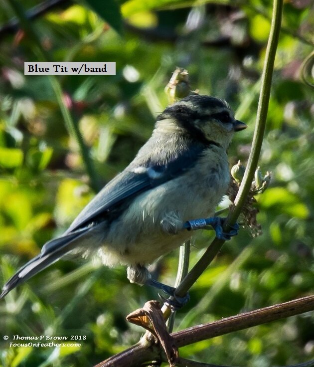 Blue tit with band (1 of 1).jpg