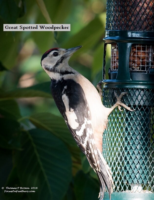 Great Spotted Woodpecker (1 of 1).jpg