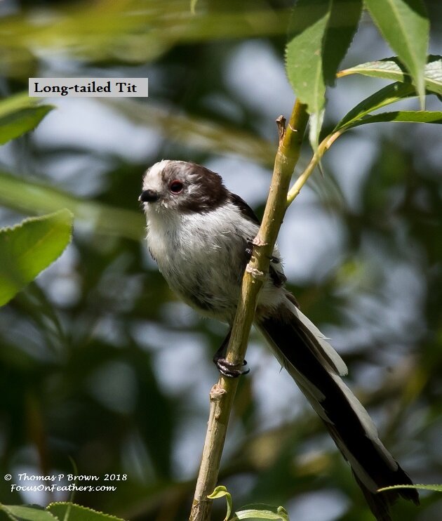 Long-tailed Tit (1 of 1).jpg