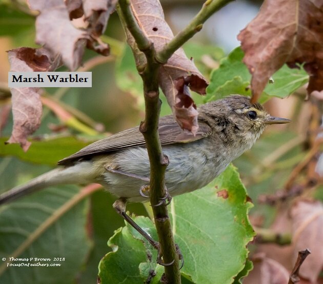 Marsh Warbler (1 of 1).jpg