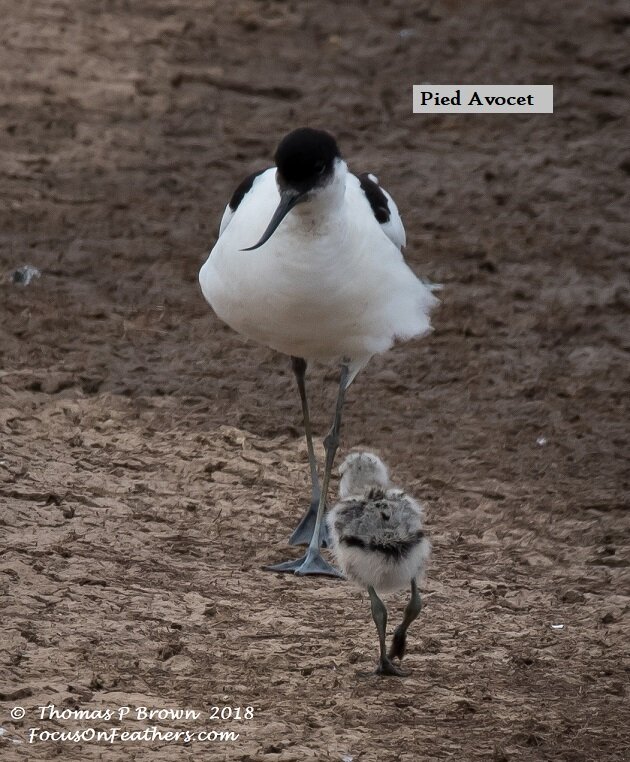 Pied Avocet with Baby (1 of 1).jpg