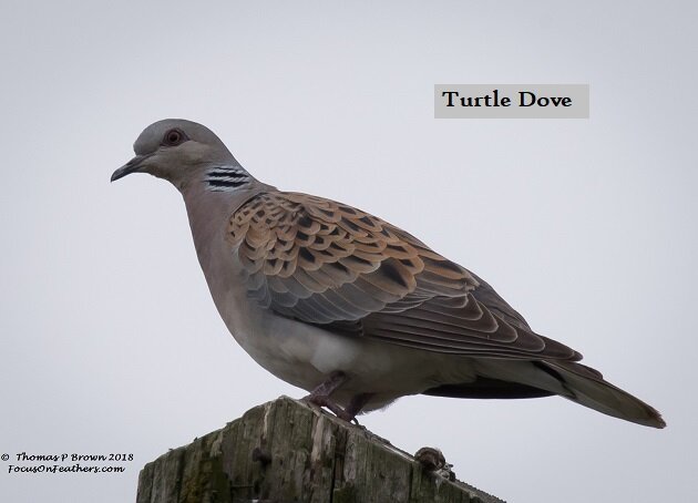 Turtle Dove (1 of 1).jpg