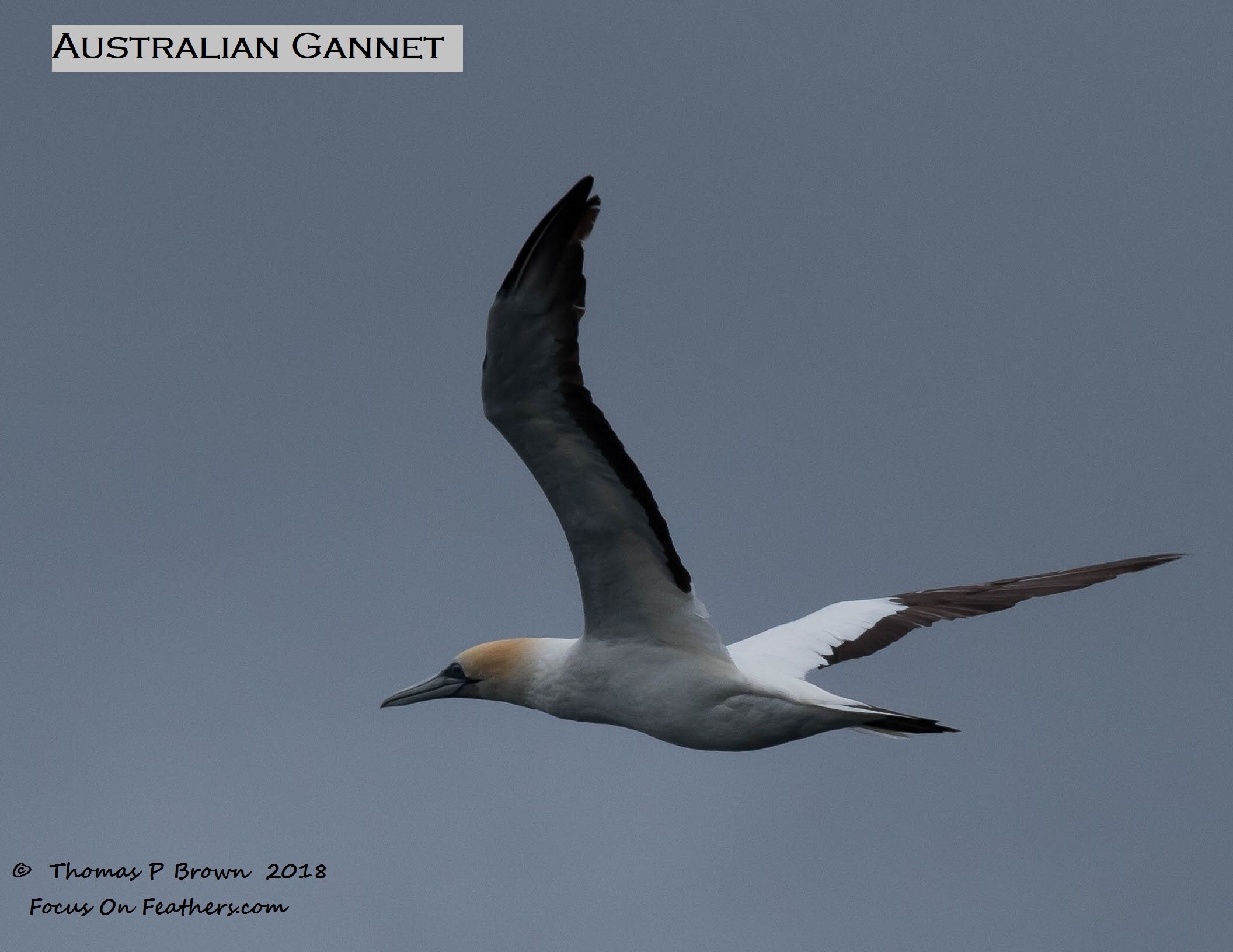 Australasian Gannet (1 of 1).jpg