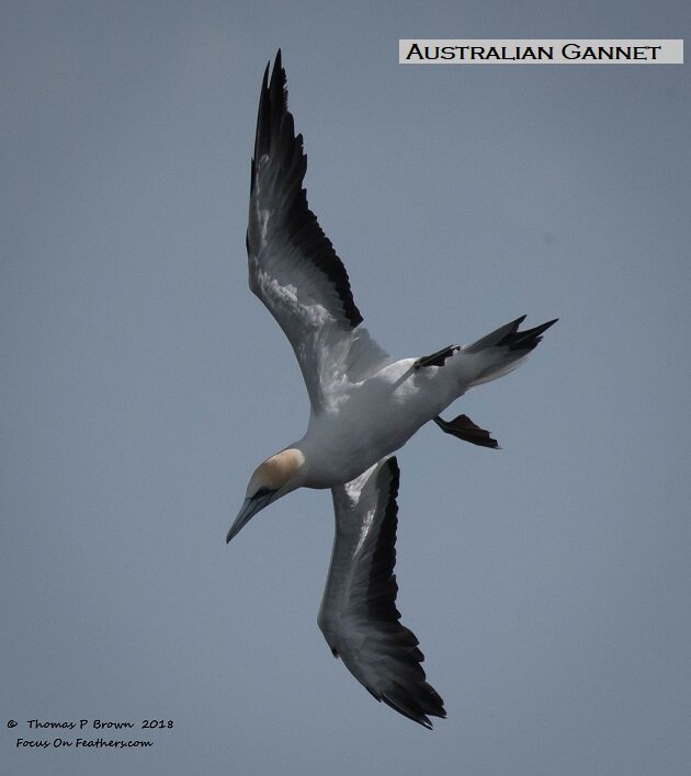 Australian Gannet (1 of 1)-2.jpg